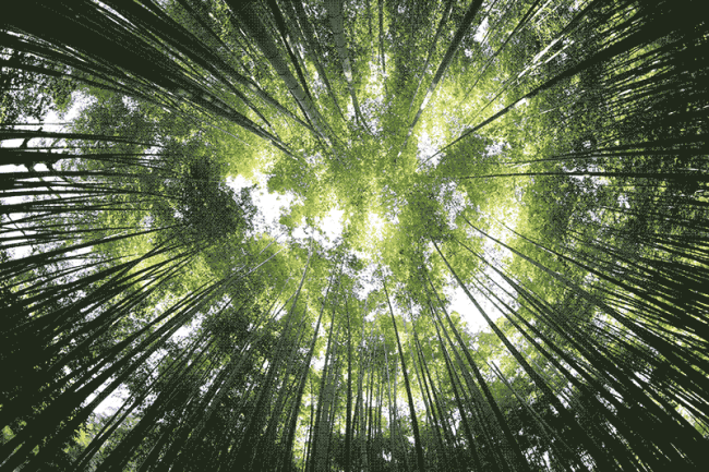 Forêt - Image filler pour la démo